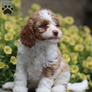 Sandy, Cavapoo Puppy
